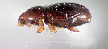 Media type: image;   Entomology 32596 Aspect: habitus lateral view